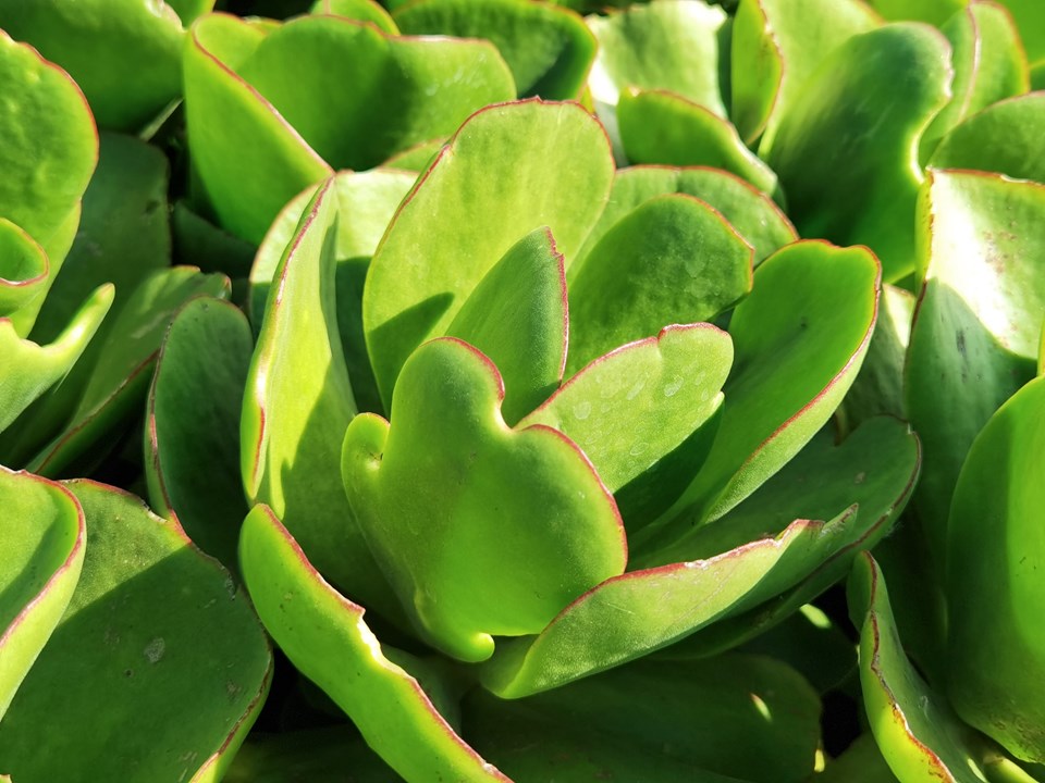 Cotyledon orbiculata Pigs Ear Pig’s Ear Varkore